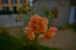 rose